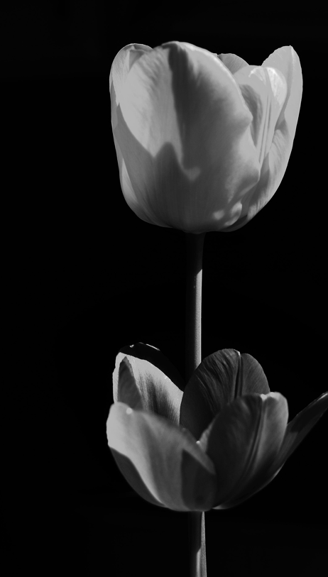 Hero Botanical Visual